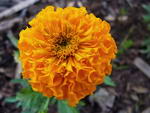 Tagetes Erecta